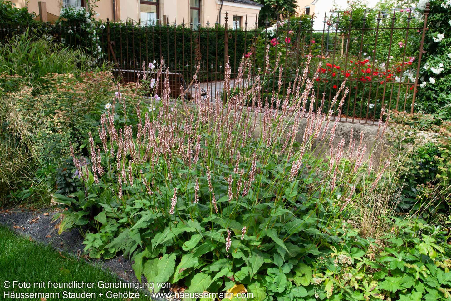 Kerzenknöterich 'Alba' (Persicaria amplexicaulis)