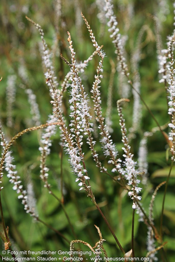 Kerzenknöterich 'Alba' (Persicaria amplexicaulis)