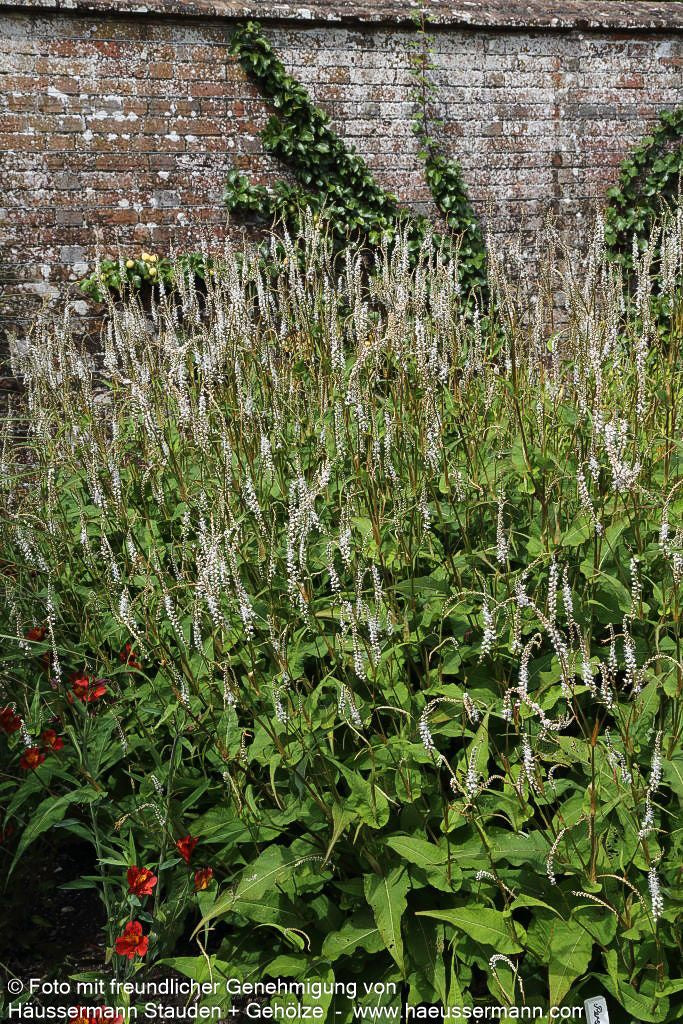 Kerzenknöterich 'Alba' (Persicaria amplexicaulis)