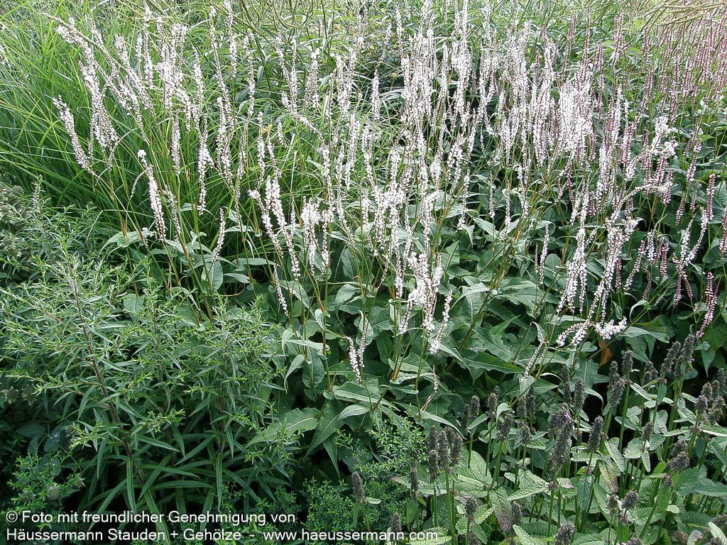 Kerzenknöterich 'Alba' (Persicaria amplexicaulis)