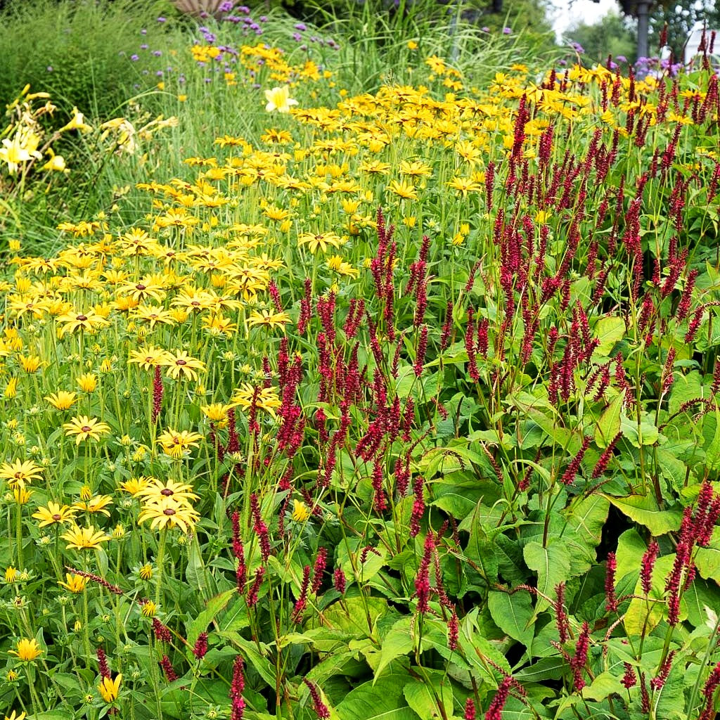 Kerzenknöterich 'Blackfield' (Persicaria amplexicaulis)