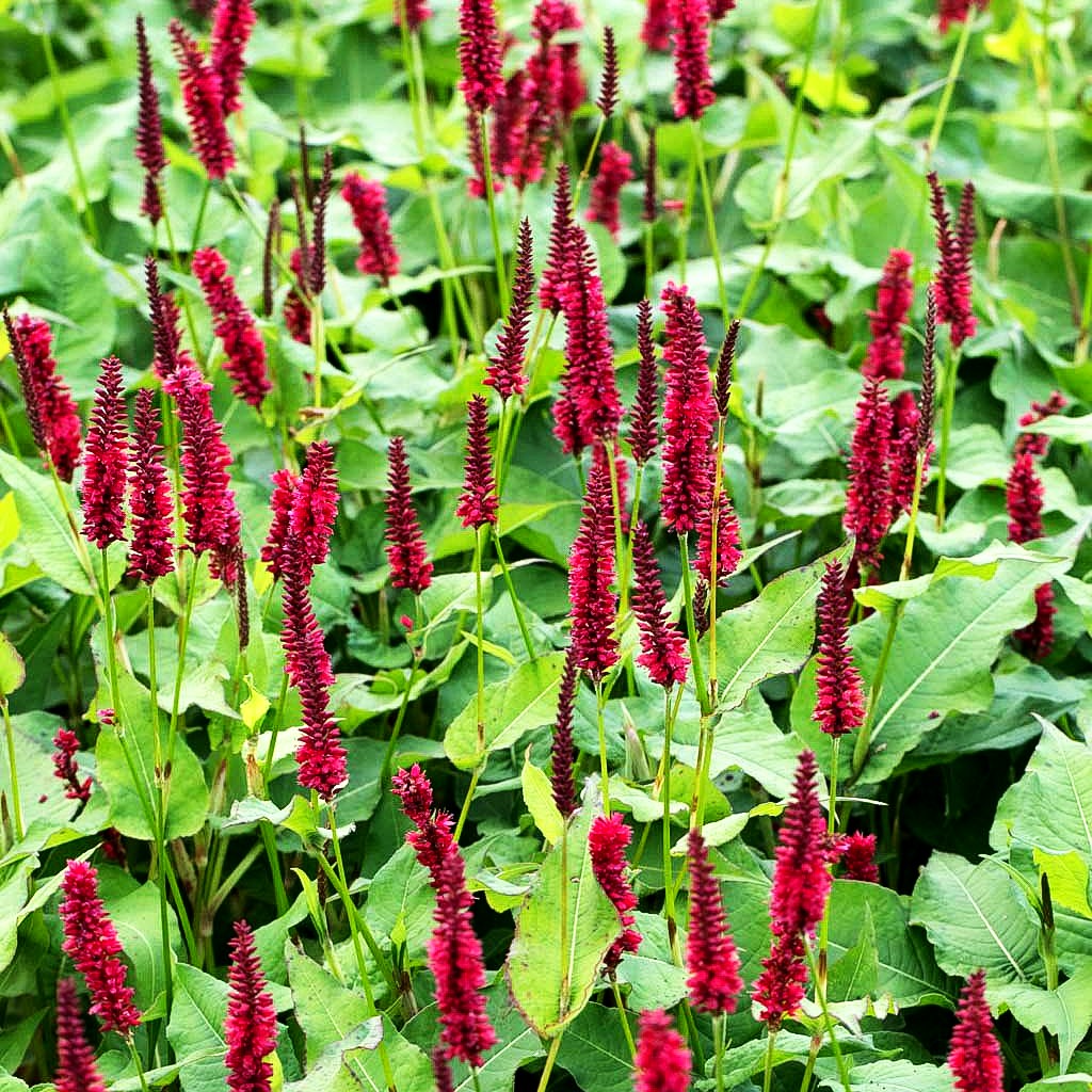Kerzenknöterich 'Blackfield' (Persicaria amplexicaulis)