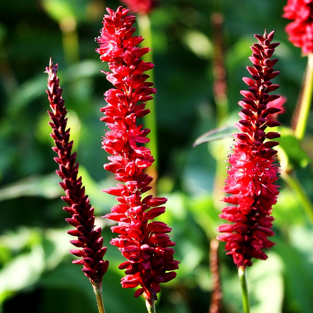 Kerzenknöterich 'Blackfield' (Persicaria amplexicaulis)