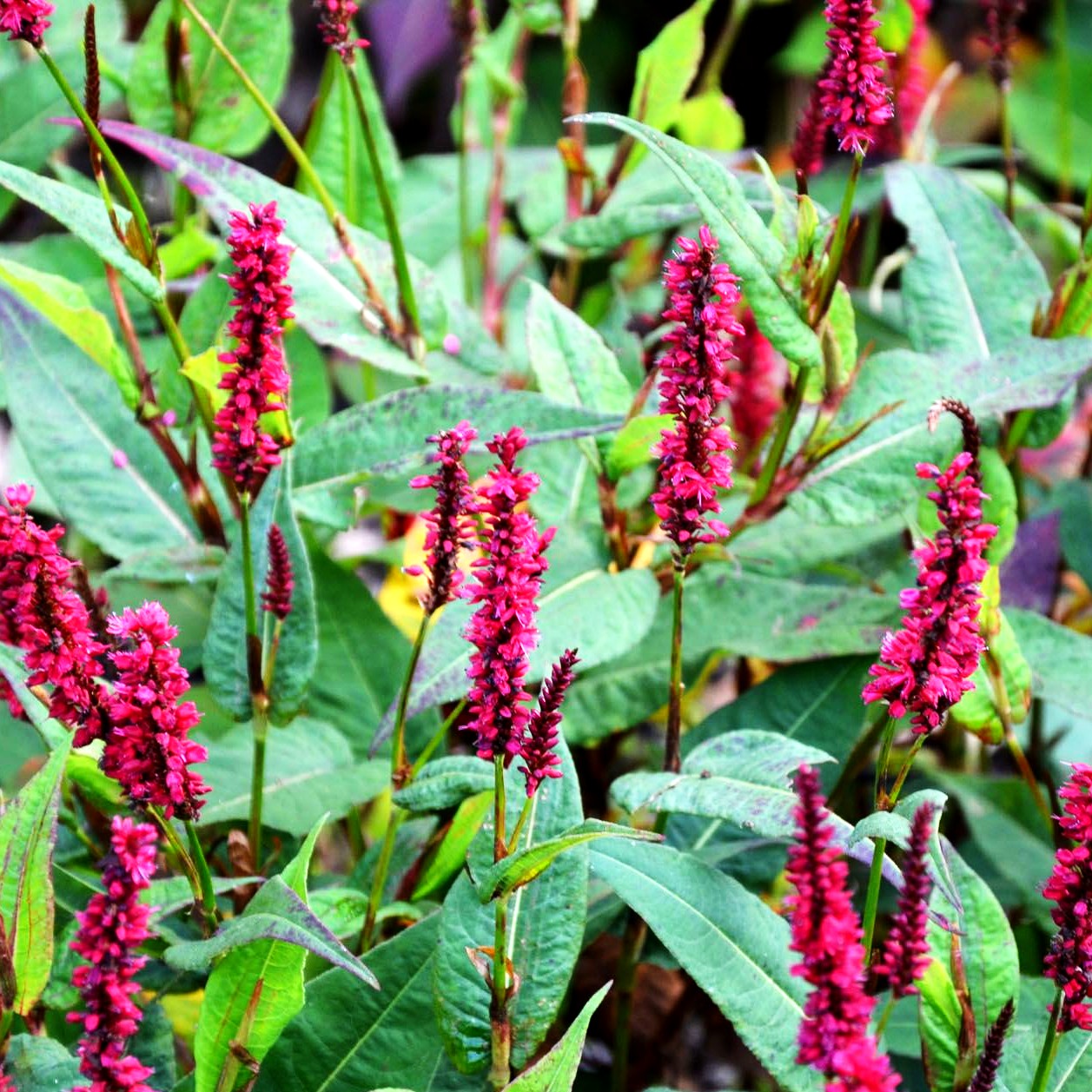 Kerzenknöterich 'Blackfield' (Persicaria amplexicaulis)