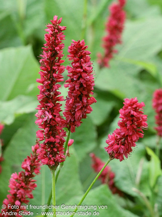 Kerzenknöterich 'Fat Domino' (Persicaria amplexicaulis)