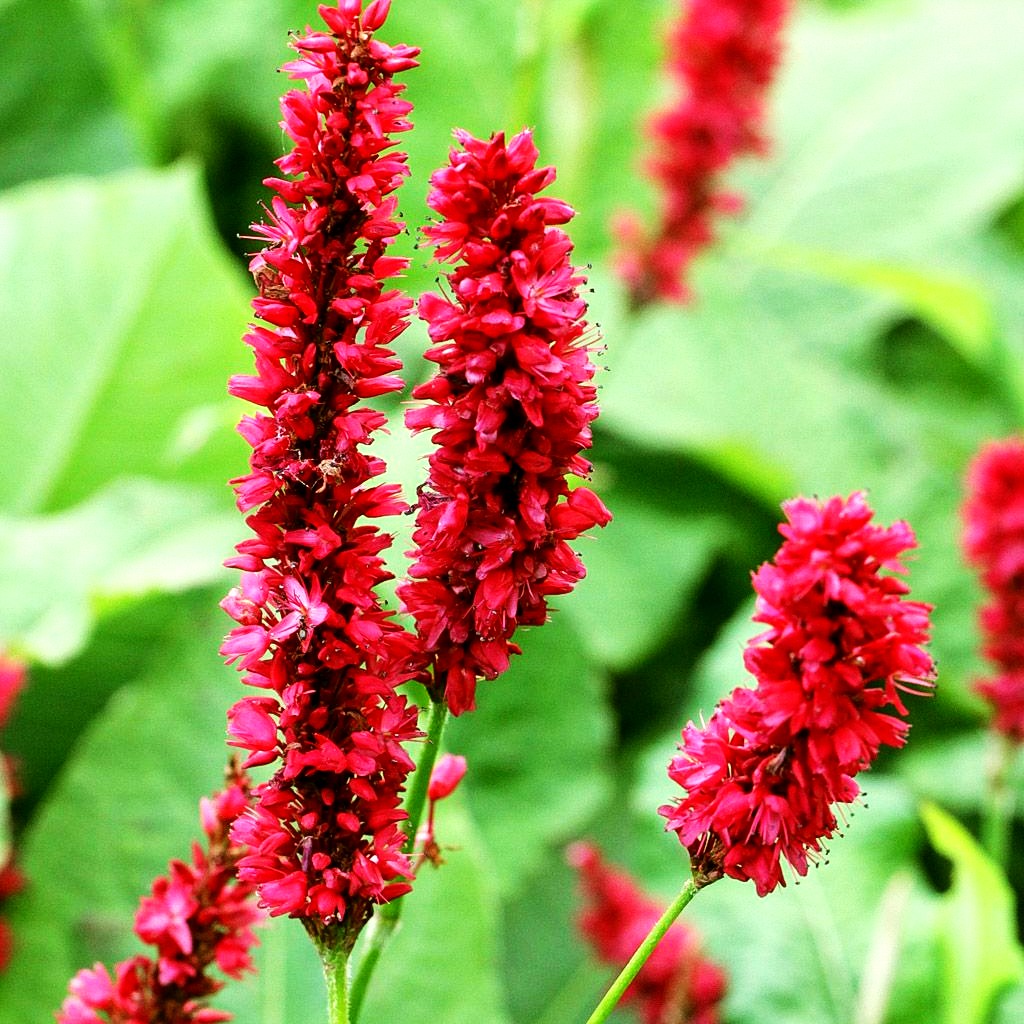 Kerzenknöterich 'Fat Domino' (Persicaria amplexicaulis)