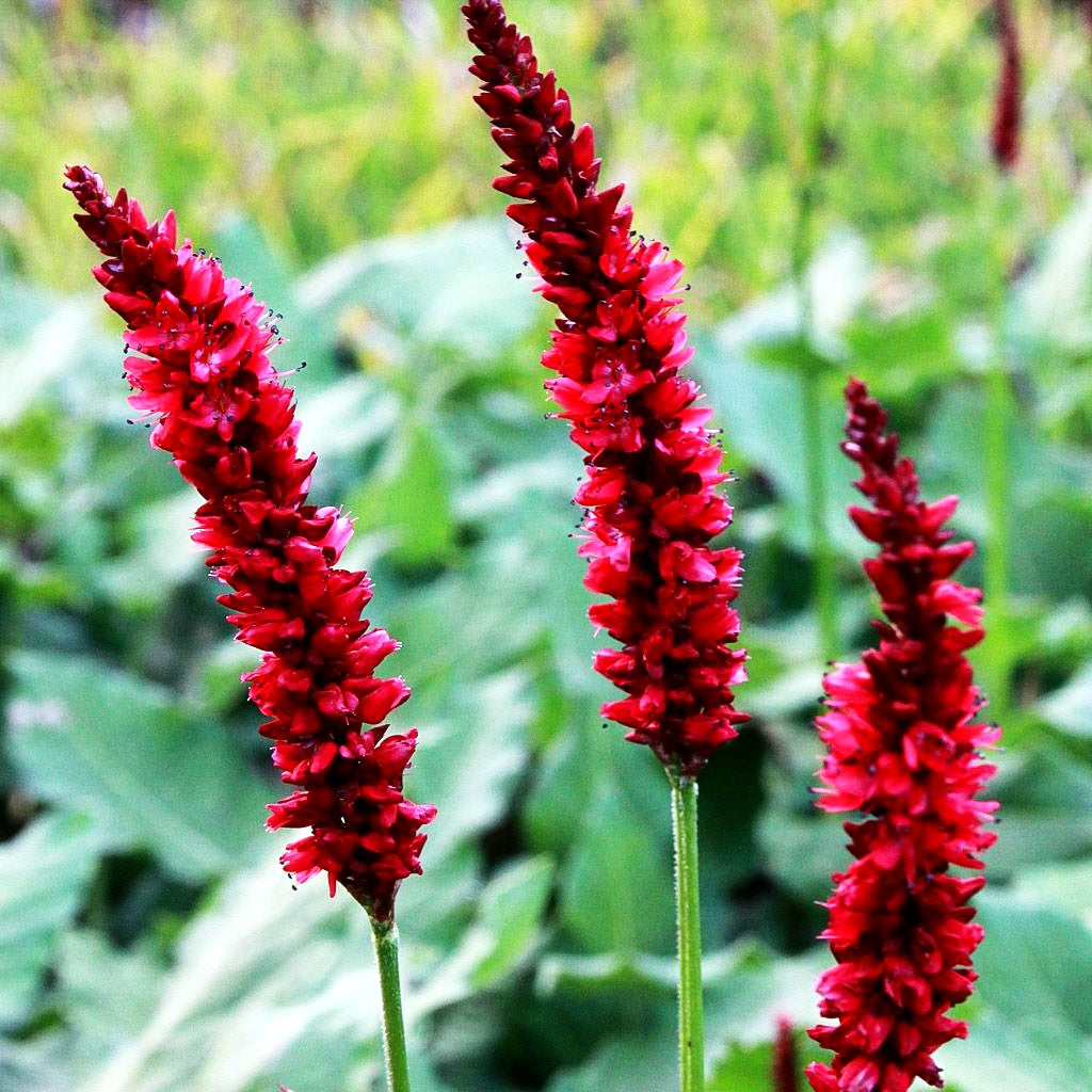 Kerzenknöterich 'Fat Domino' (Persicaria amplexicaulis)