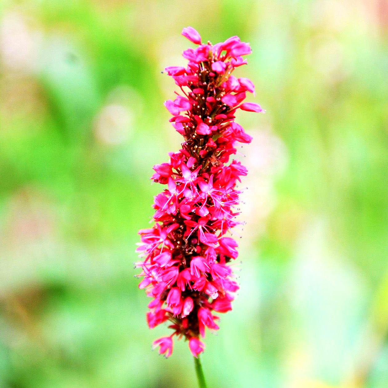 Kerzenknöterich 'Fat Domino' (Persicaria amplexicaulis)