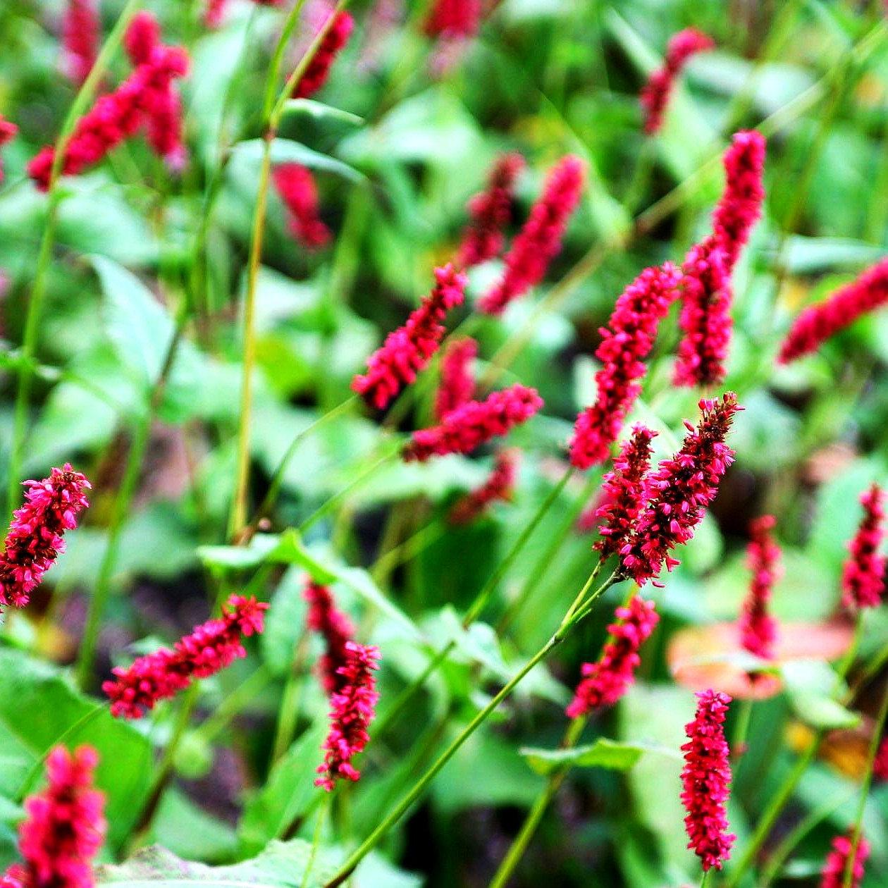 Kerzenknöterich 'Fat Domino' (Persicaria amplexicaulis)