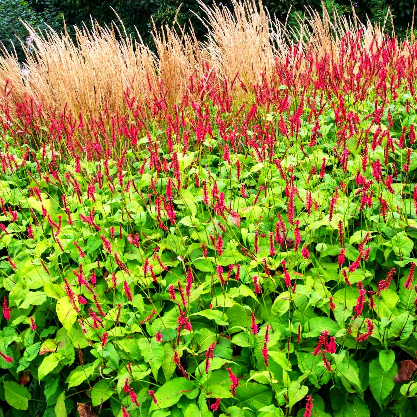 Kerzenknöterich 'Firedance' (Persicaria amplexicaulis)