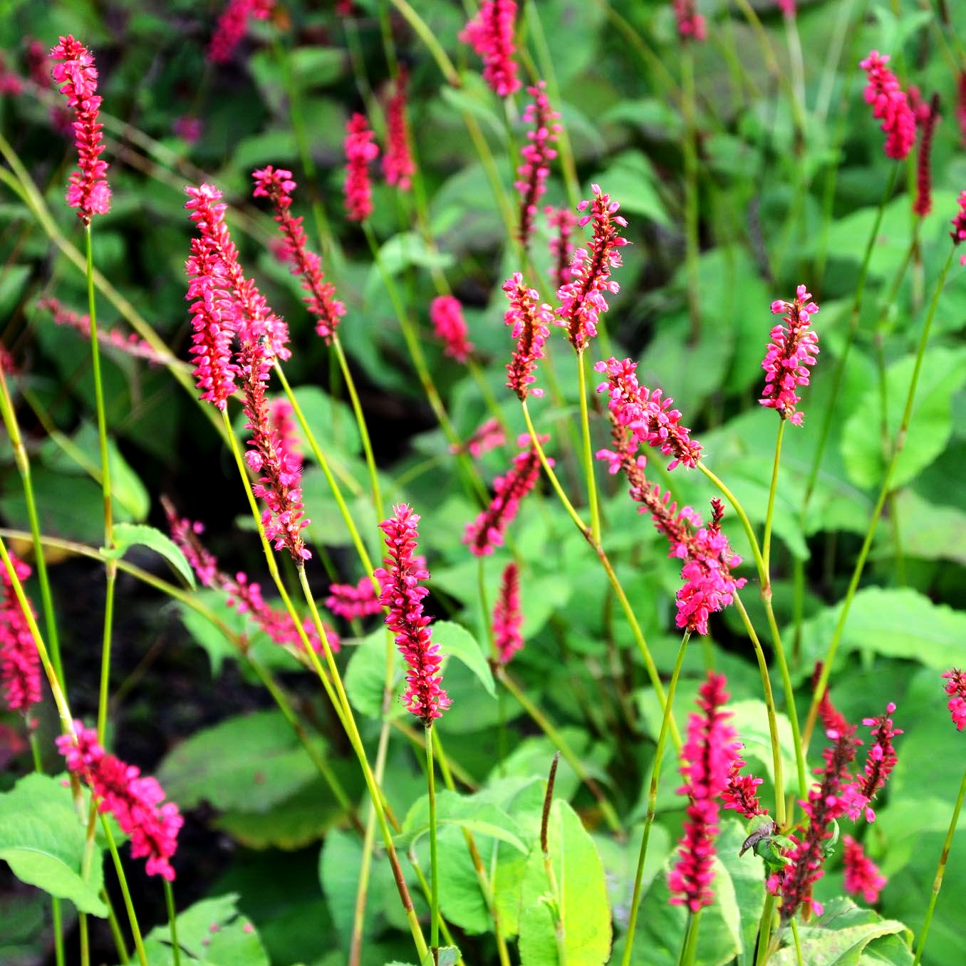Kerzenknöterich 'Firedance' (Persicaria amplexicaulis)