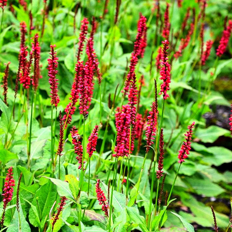 Kerzenknöterich 'JS Caliente' (Persicaria amplexicaulis)