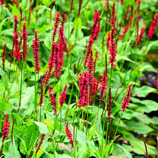 Kerzenknöterich 'JS Caliente' (Persicaria amplexicaulis)