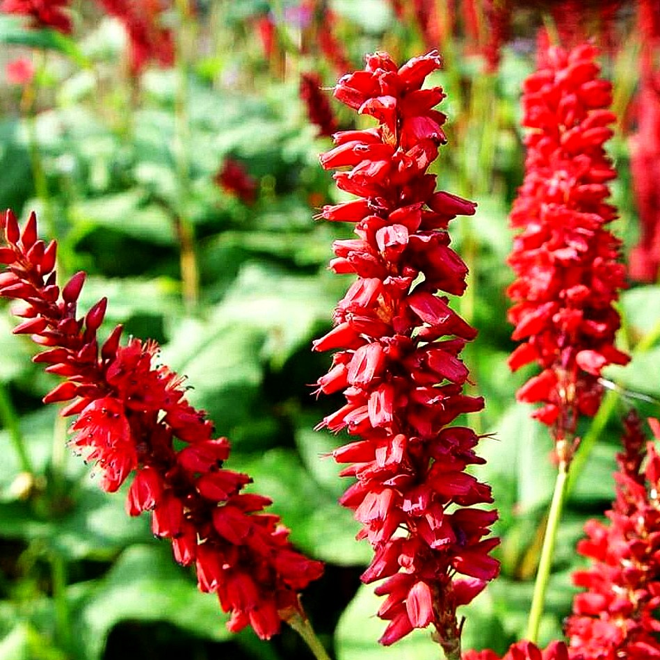 Kerzenknöterich 'JS Caliente' (Persicaria amplexicaulis)