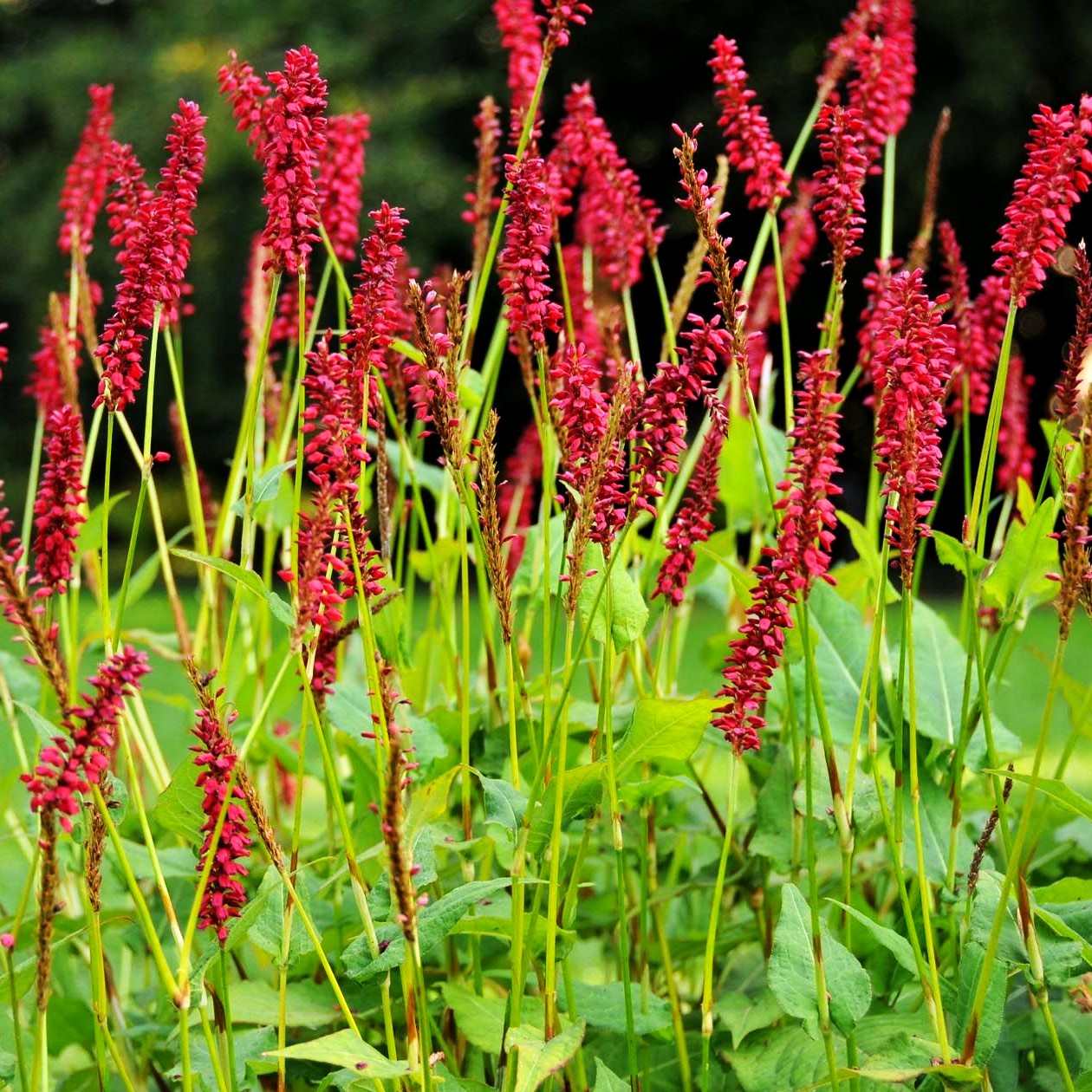 Kerzenknöterich 'JS Caliente' (Persicaria amplexicaulis)