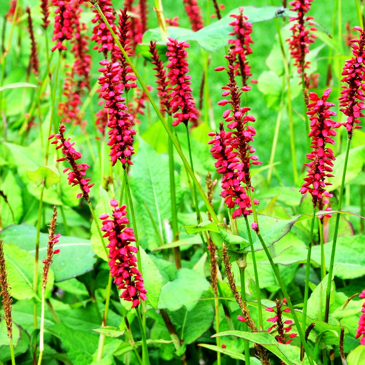 Kerzenknöterich 'JS Caliente' (Persicaria amplexicaulis)