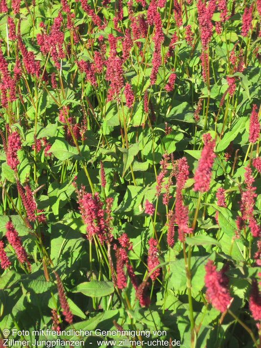Kerzenknöterich 'JS Calor' (Persicaria amplexicaulis)