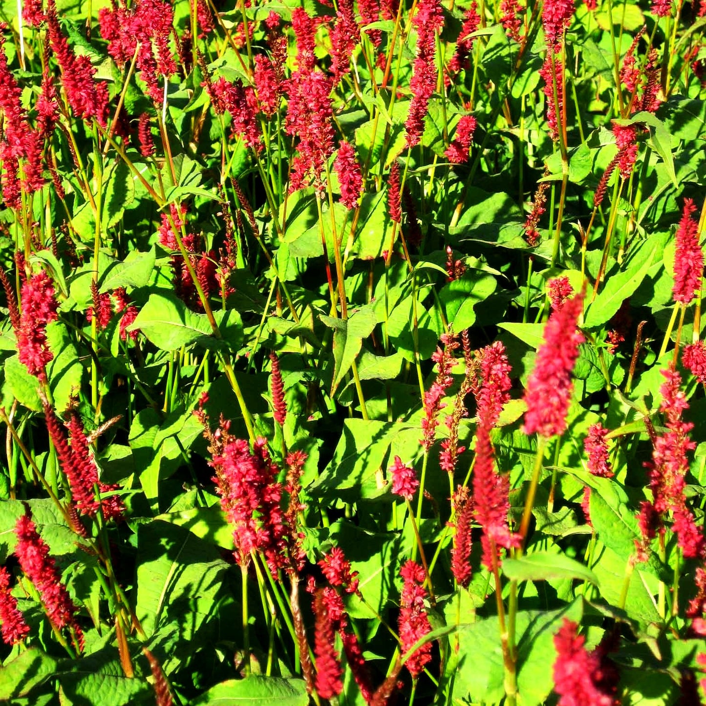Kerzenknöterich 'JS Calor' (Persicaria amplexicaulis)