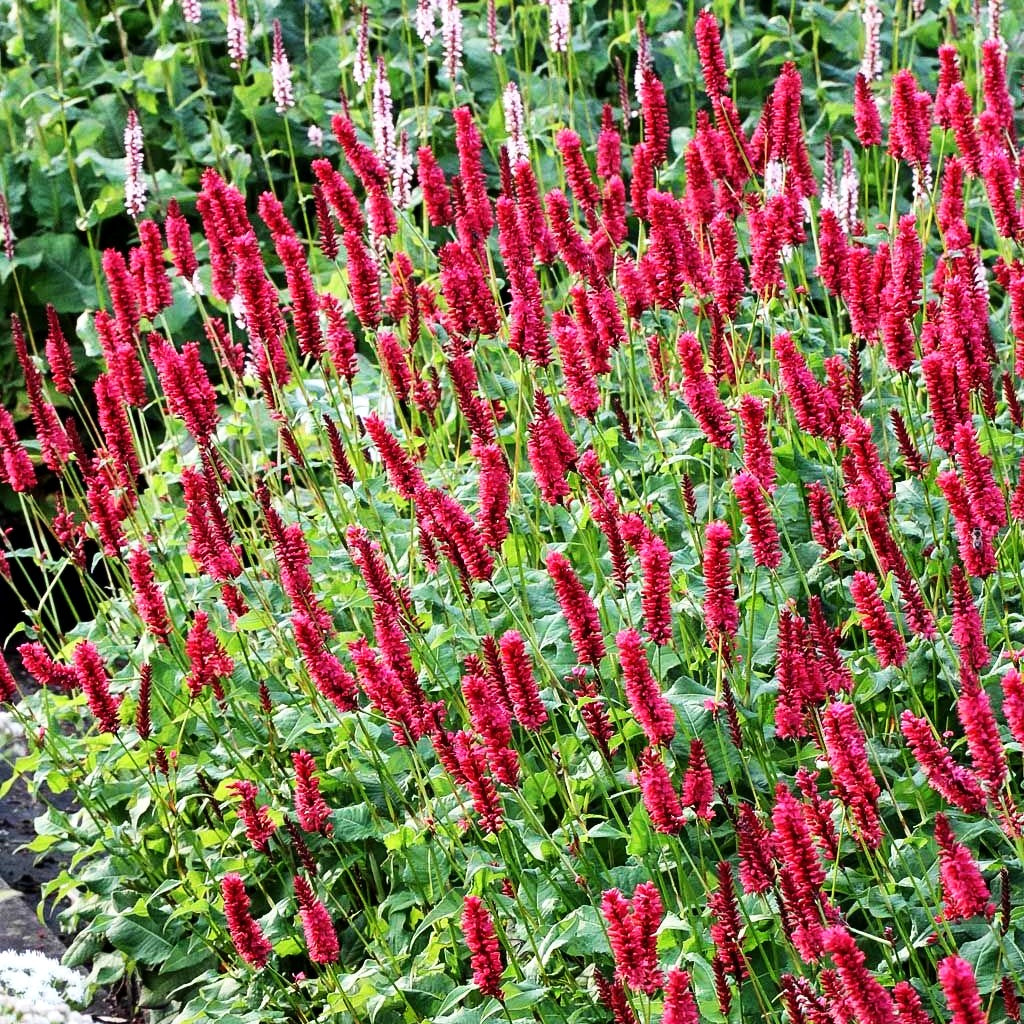 Kerzenknöterich 'JS Calor' (Persicaria amplexicaulis)