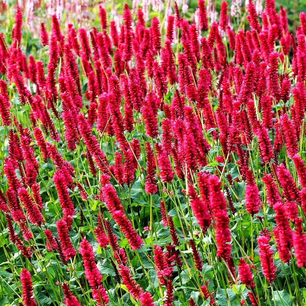 Kerzenknöterich 'JS Calor' (Persicaria amplexicaulis)