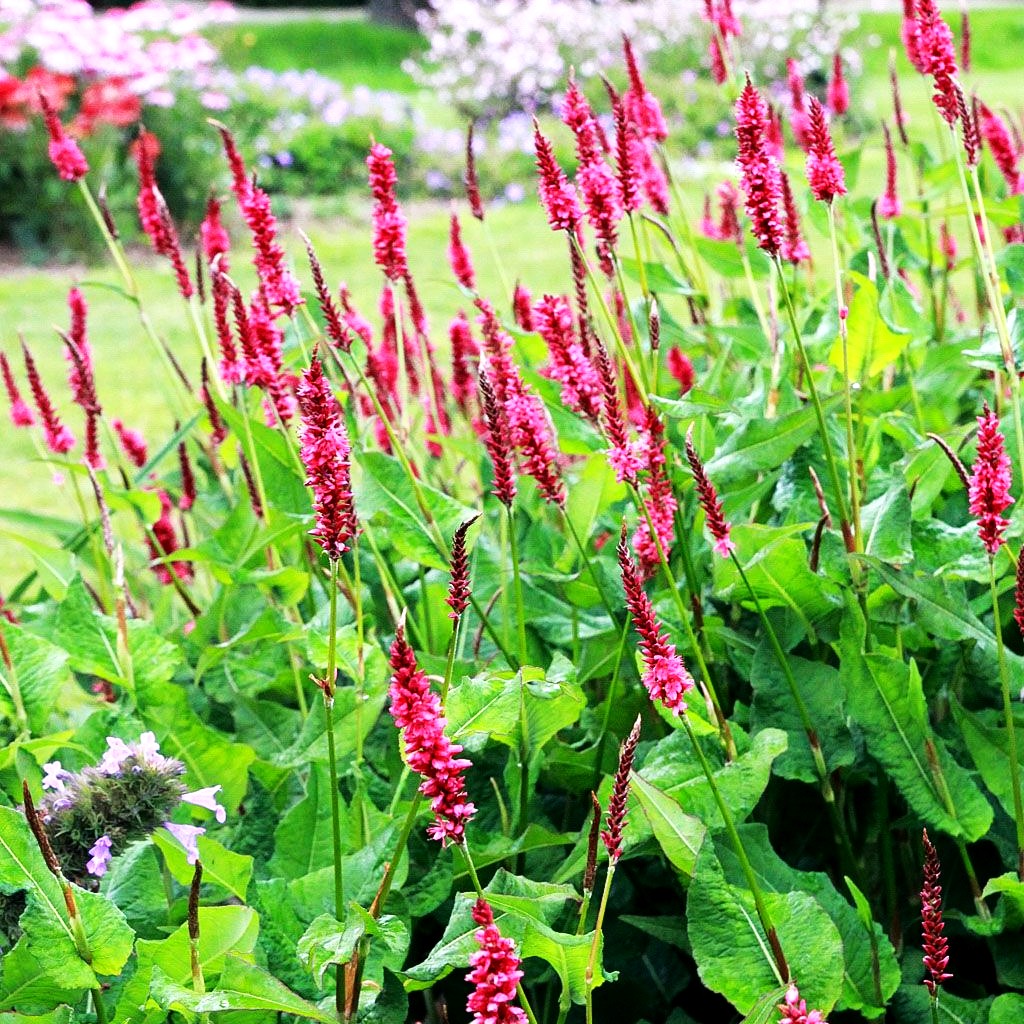 Kerzenknöterich 'JS Calor' (Persicaria amplexicaulis)