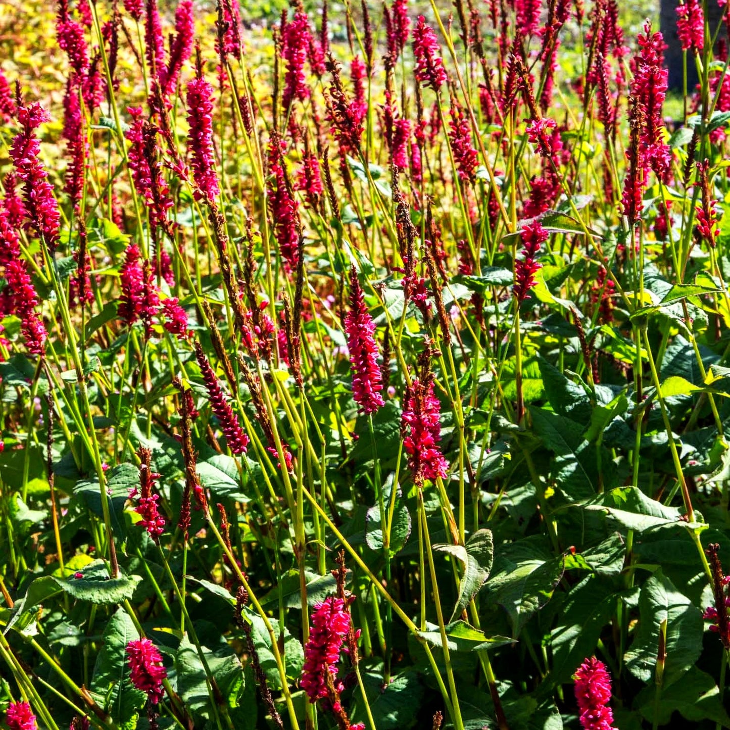 Kerzenknöterich 'JS Calor' (Persicaria amplexicaulis)