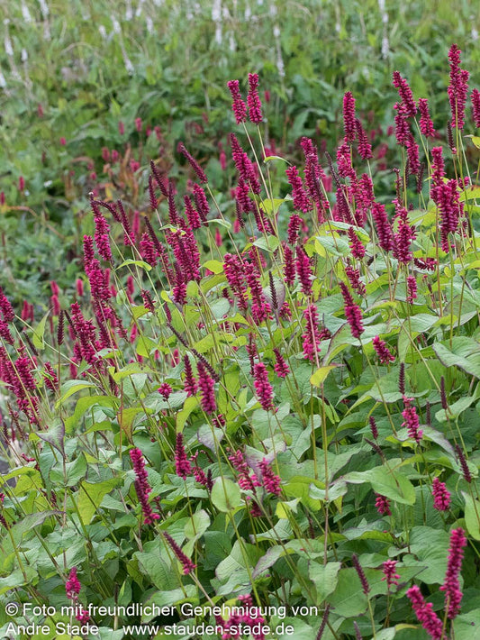 Kerzenknöterich 'Lisan' (Persicaria amplexicaulis)