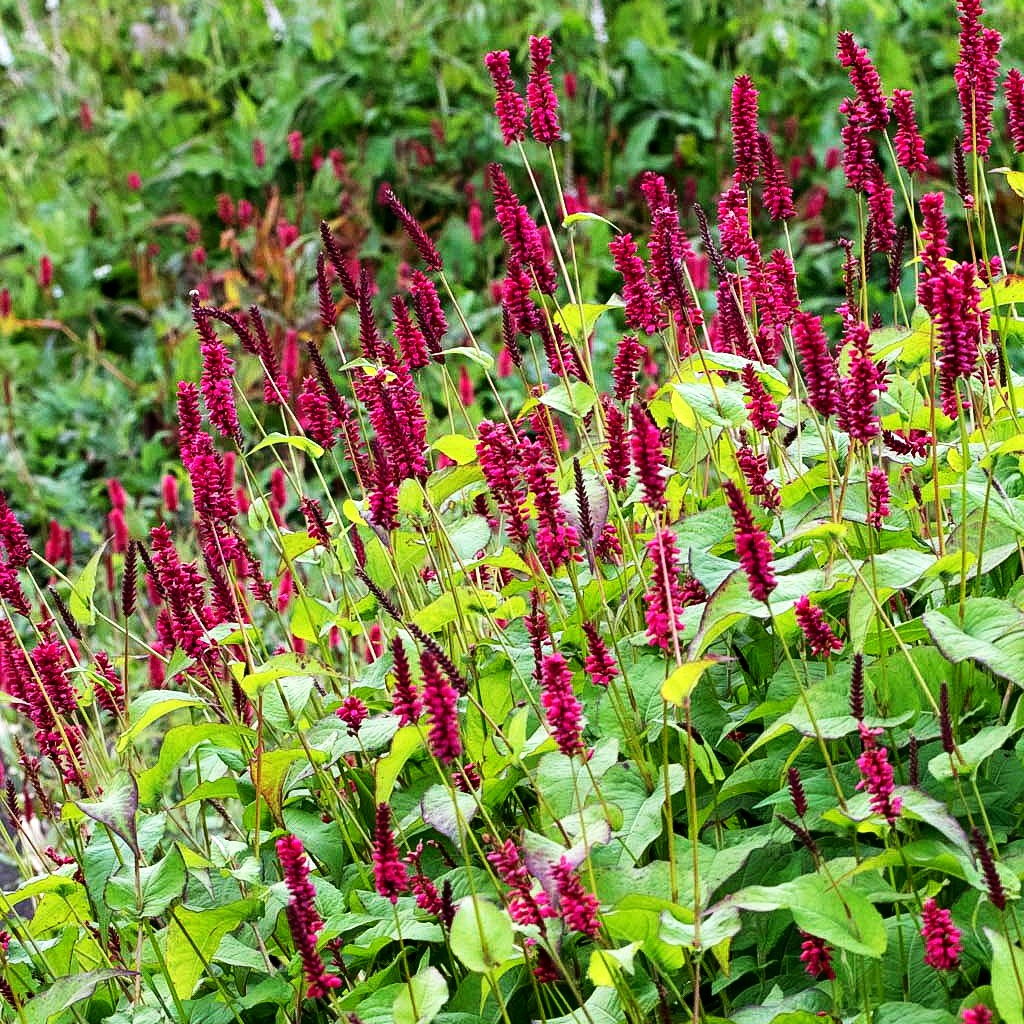 Kerzenknöterich 'Lisan' (Persicaria amplexicaulis)