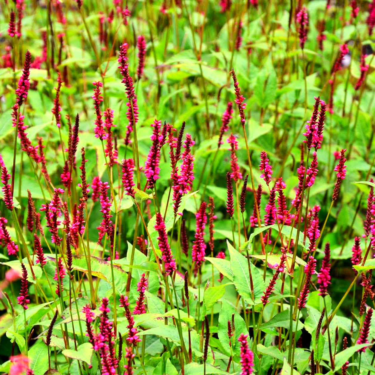 Kerzenknöterich 'Lisan' (Persicaria amplexicaulis)