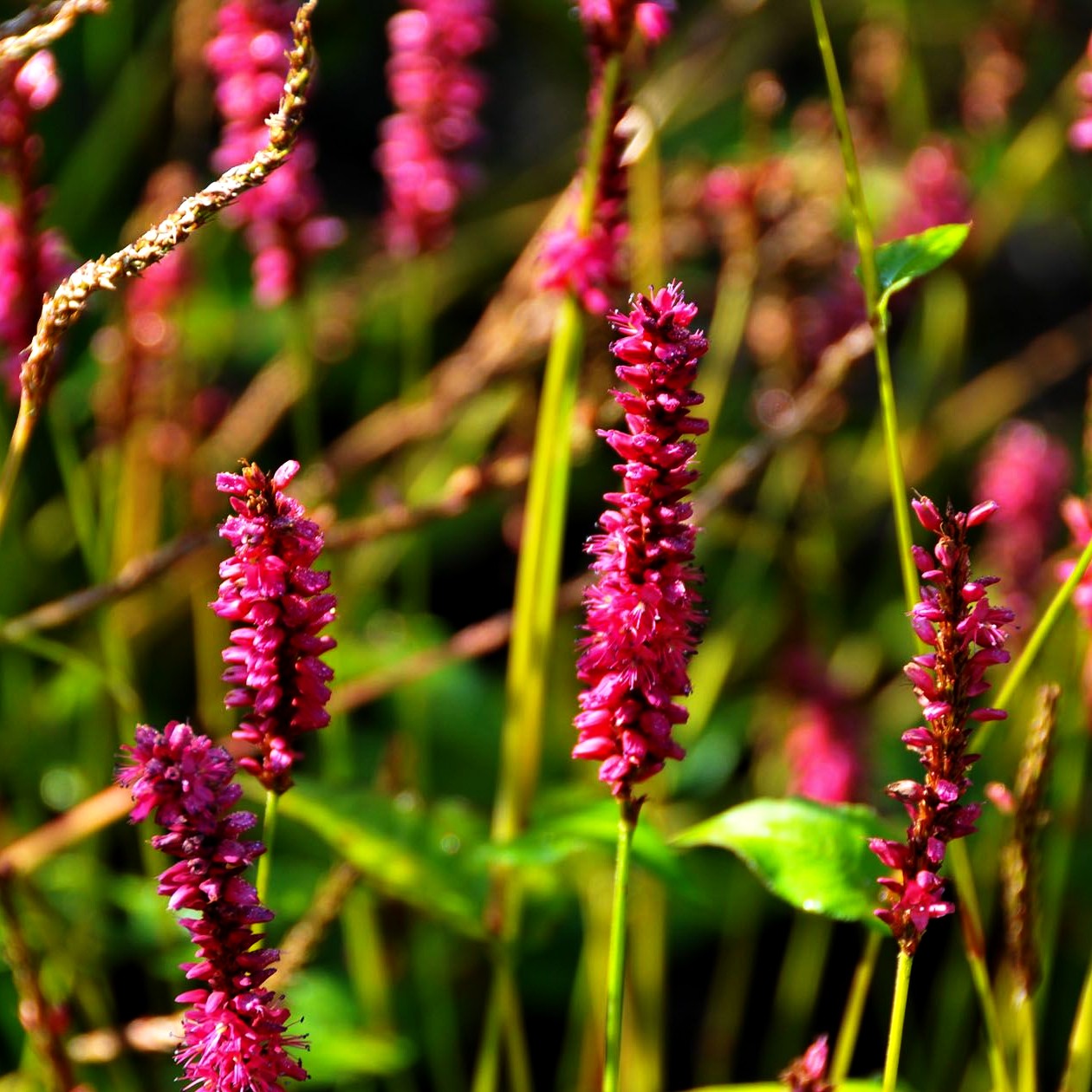 Kerzenknöterich 'Lisan' (Persicaria amplexicaulis)
