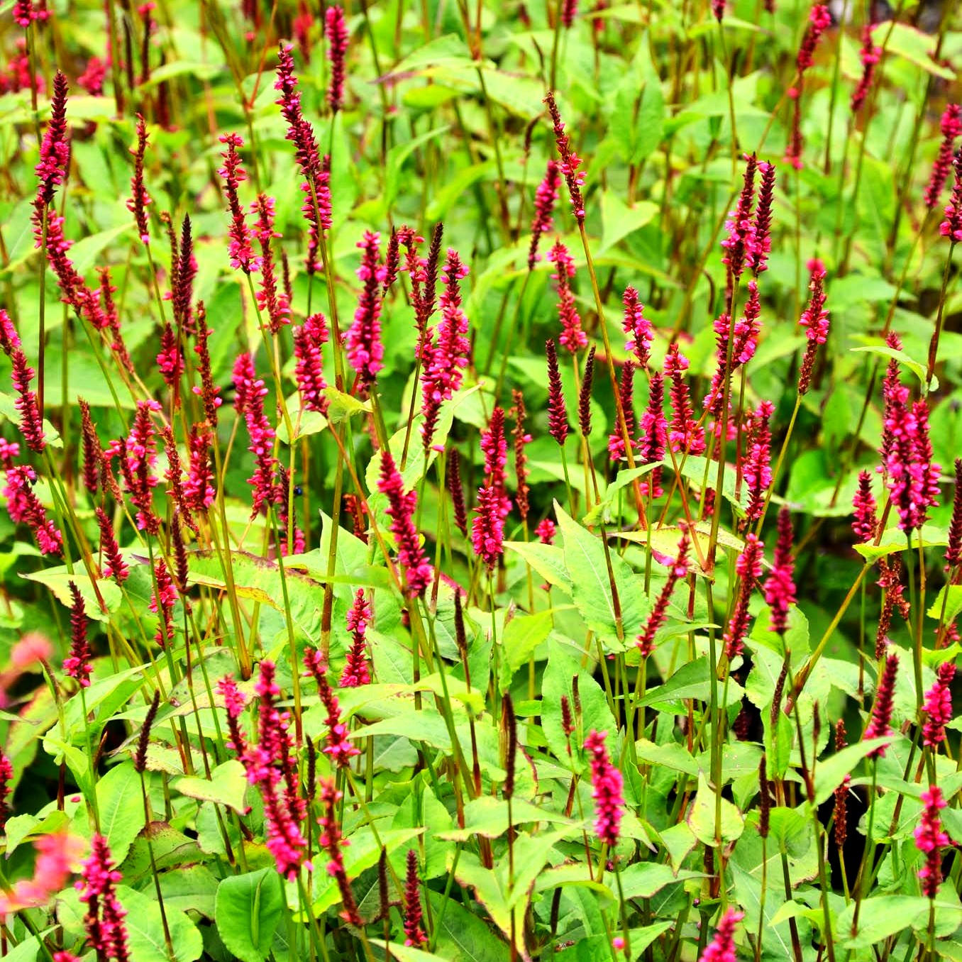 Kerzenknöterich 'Lisan' (Persicaria amplexicaulis)