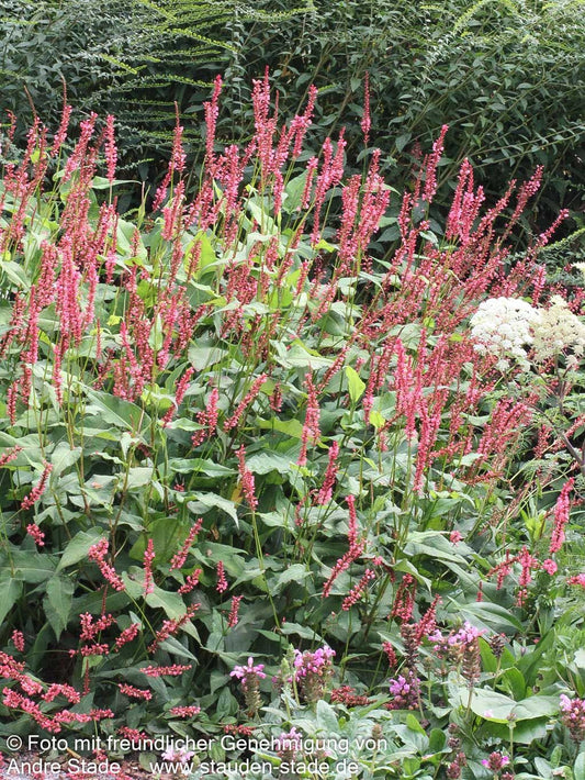Kerzenknöterich 'Orangofield' (Persicaria amplexicaulis)