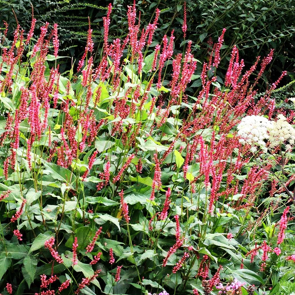 Kerzenknöterich 'Orangofield' (Persicaria amplexicaulis)