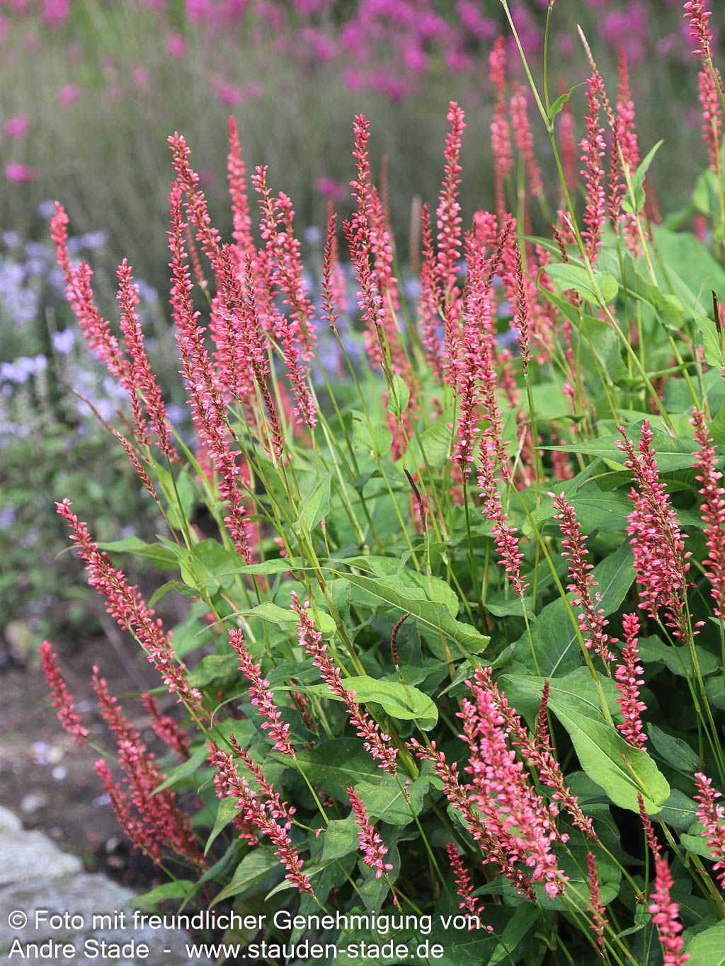 Kerzenknöterich 'Orangofield' (Persicaria amplexicaulis)