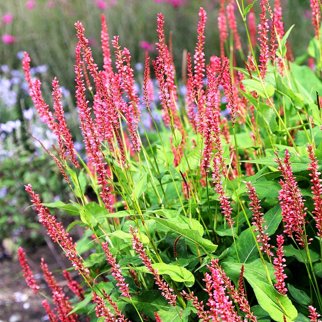 Kerzenknöterich 'Orangofield' (Persicaria amplexicaulis)
