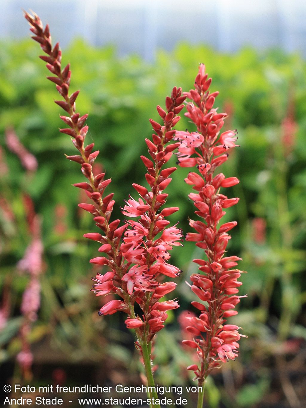 Kerzenknöterich 'Orangofield' (Persicaria amplexicaulis)