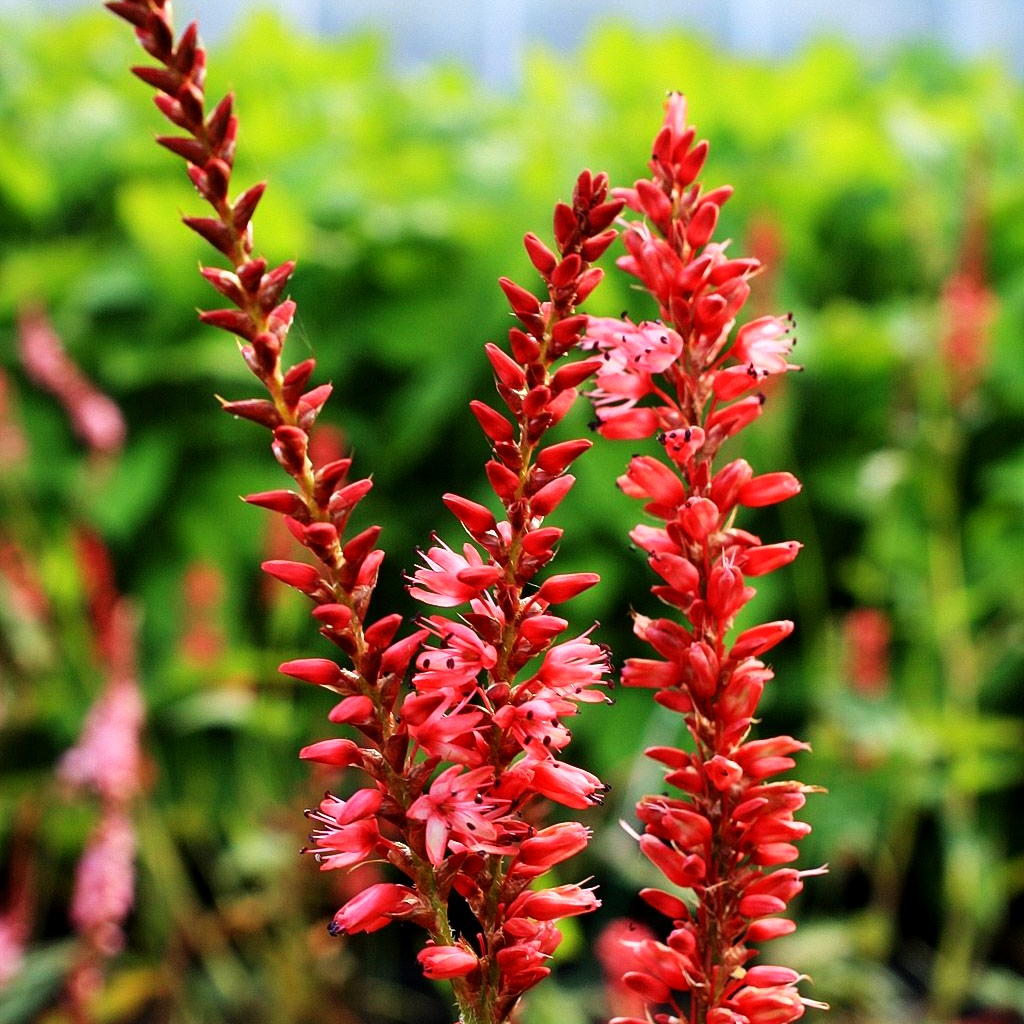Kerzenknöterich 'Orangofield' (Persicaria amplexicaulis)