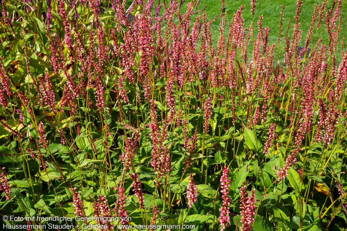 Kerzenknöterich 'Orangofield' (Persicaria amplexicaulis)