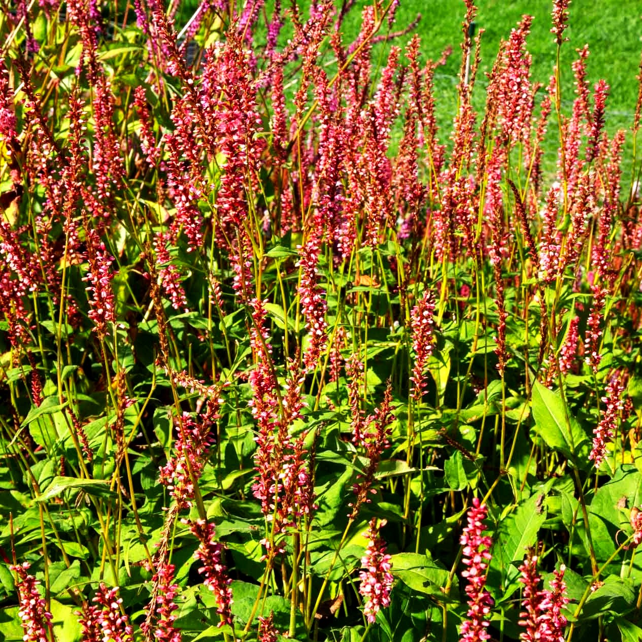Kerzenknöterich 'Orangofield' (Persicaria amplexicaulis)