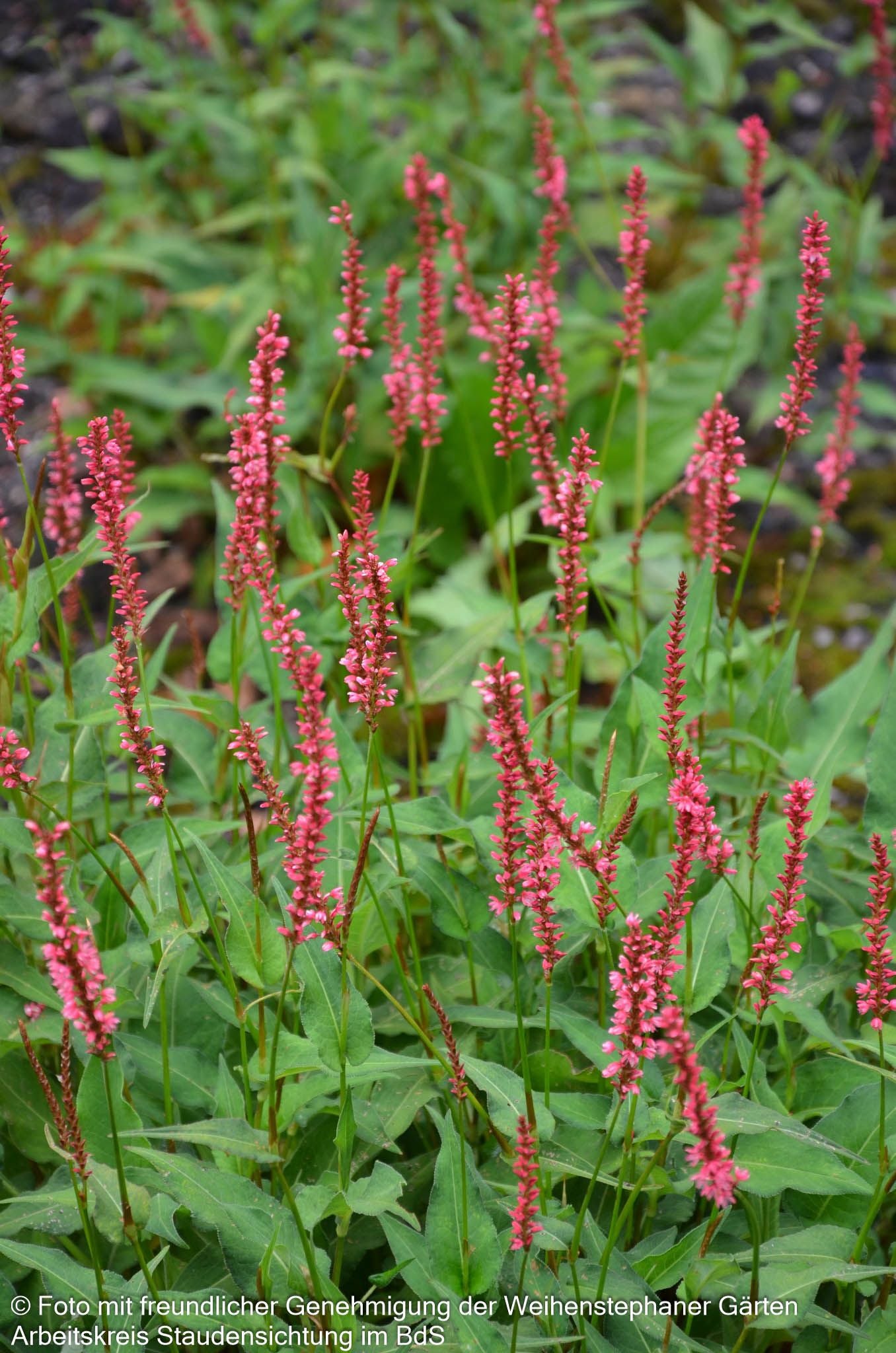 Kerzenknöterich 'Orangofield' (Persicaria amplexicaulis)