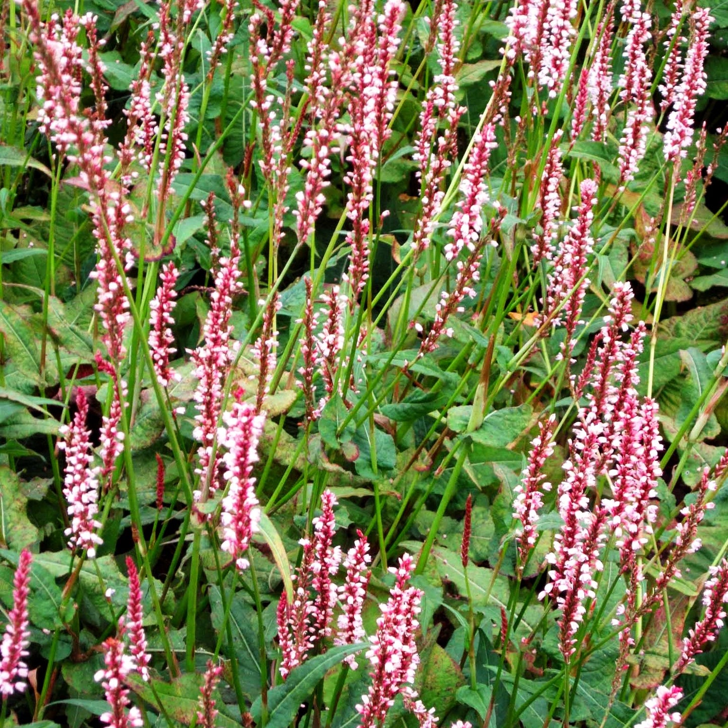 Kerzenknöterich 'Rosea' (Persicaria amplexicaulis)