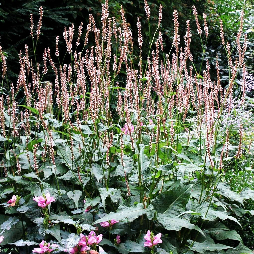 Kerzenknöterich 'Rosea' (Persicaria amplexicaulis)