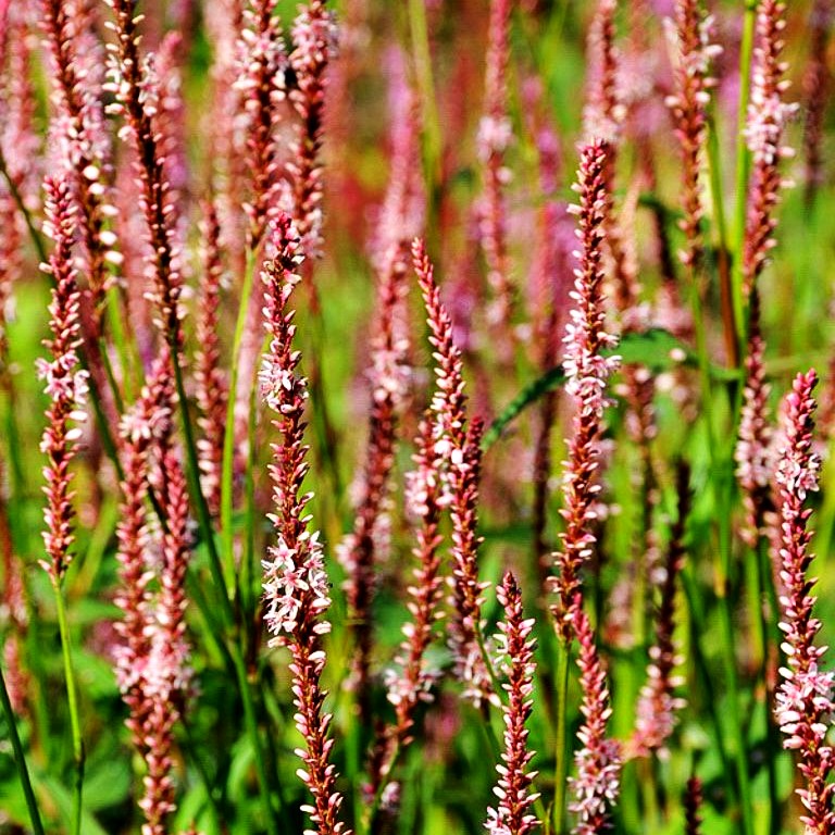 Kerzenknöterich 'Rosea' (Persicaria amplexicaulis)