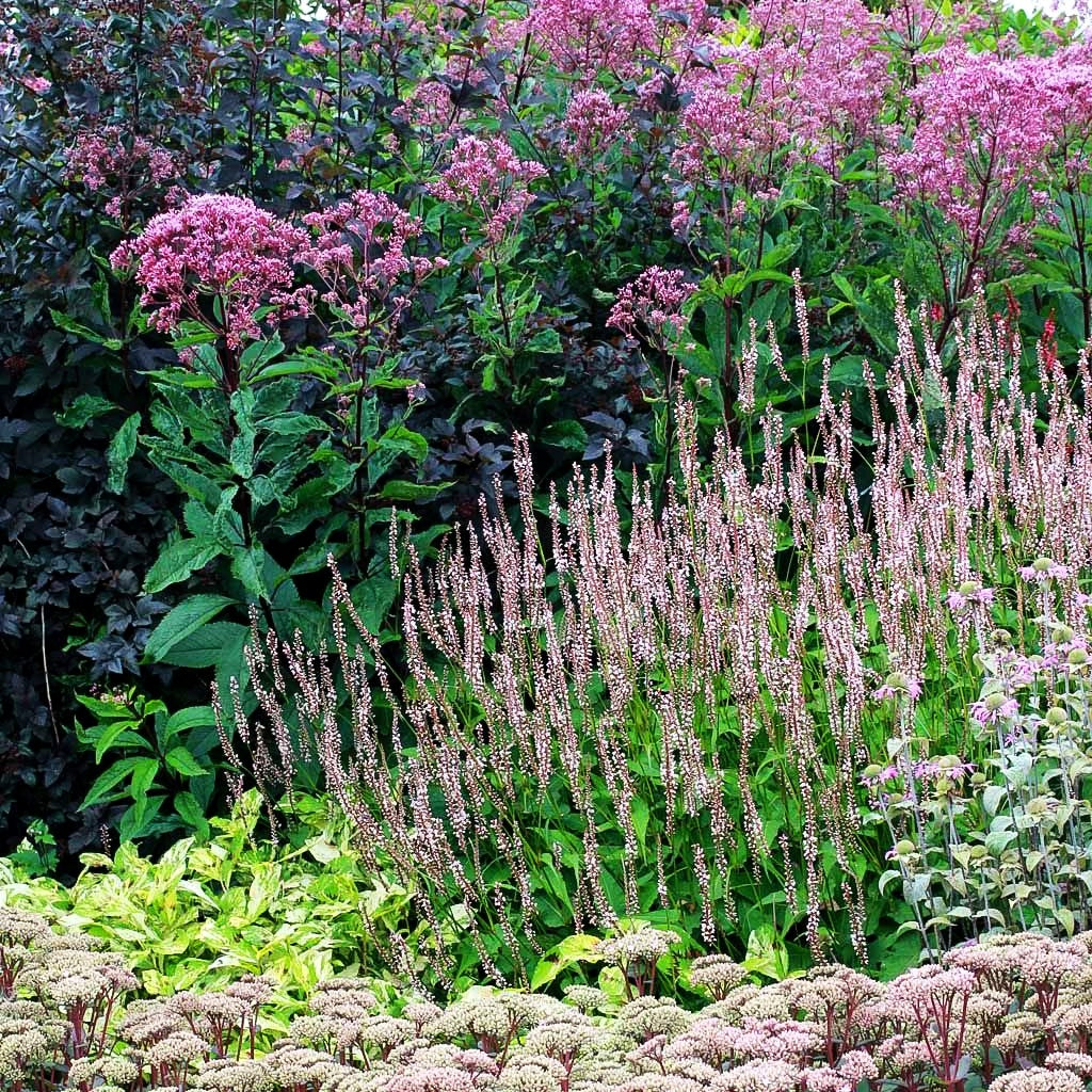 Kerzenknöterich 'Rosea' (Persicaria amplexicaulis)