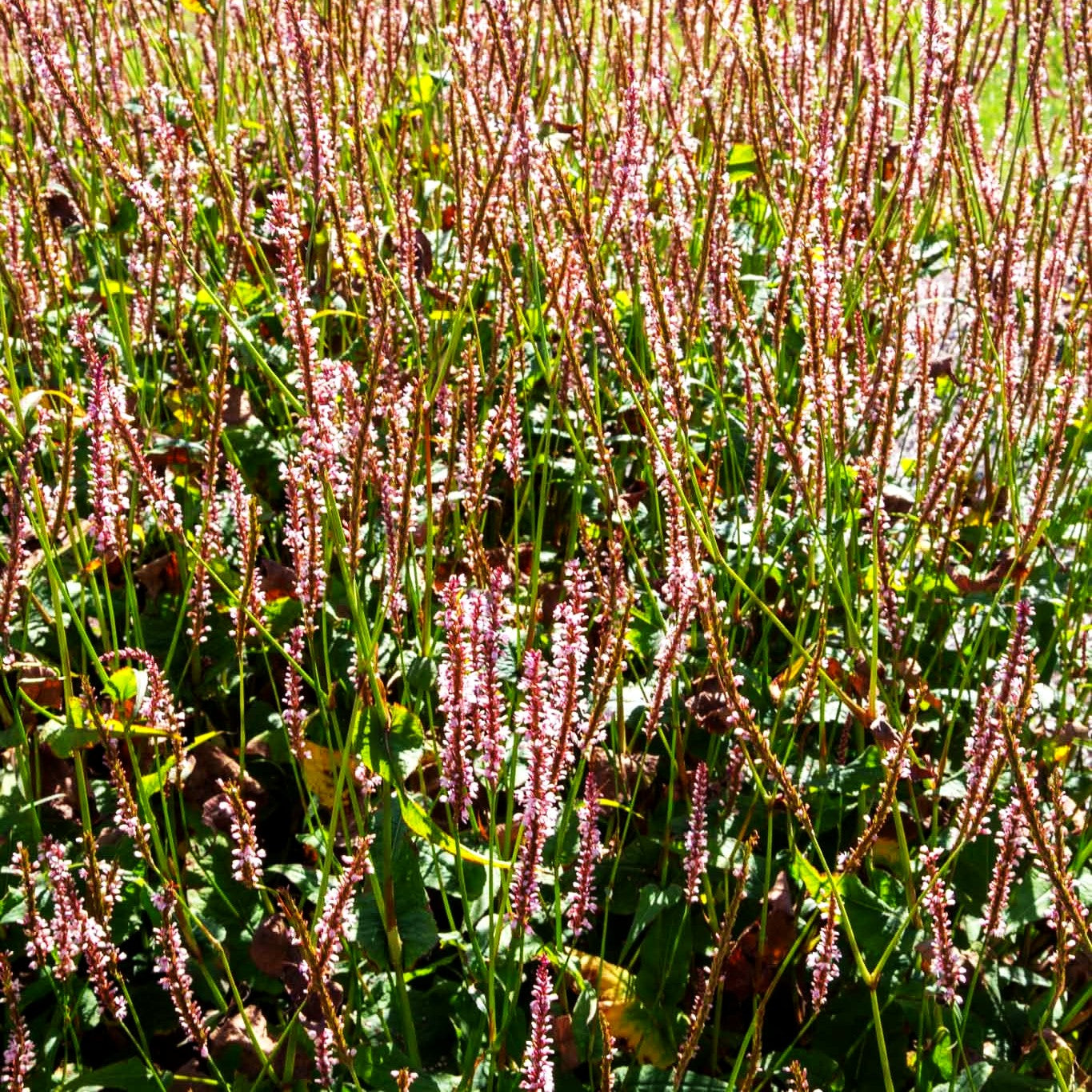 Kerzenknöterich 'Rosea' (Persicaria amplexicaulis)