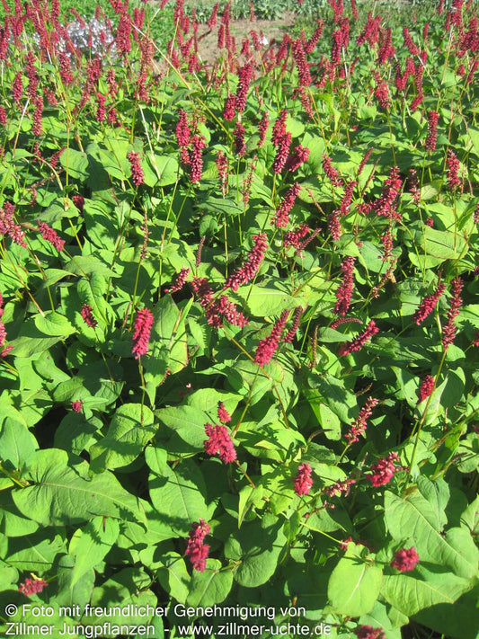 Kerzenknöterich 'Taurus' (Persicaria amplexicaulis)
