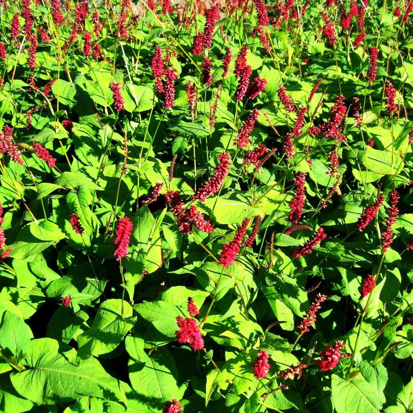 Kerzenknöterich 'Taurus' (Persicaria amplexicaulis)