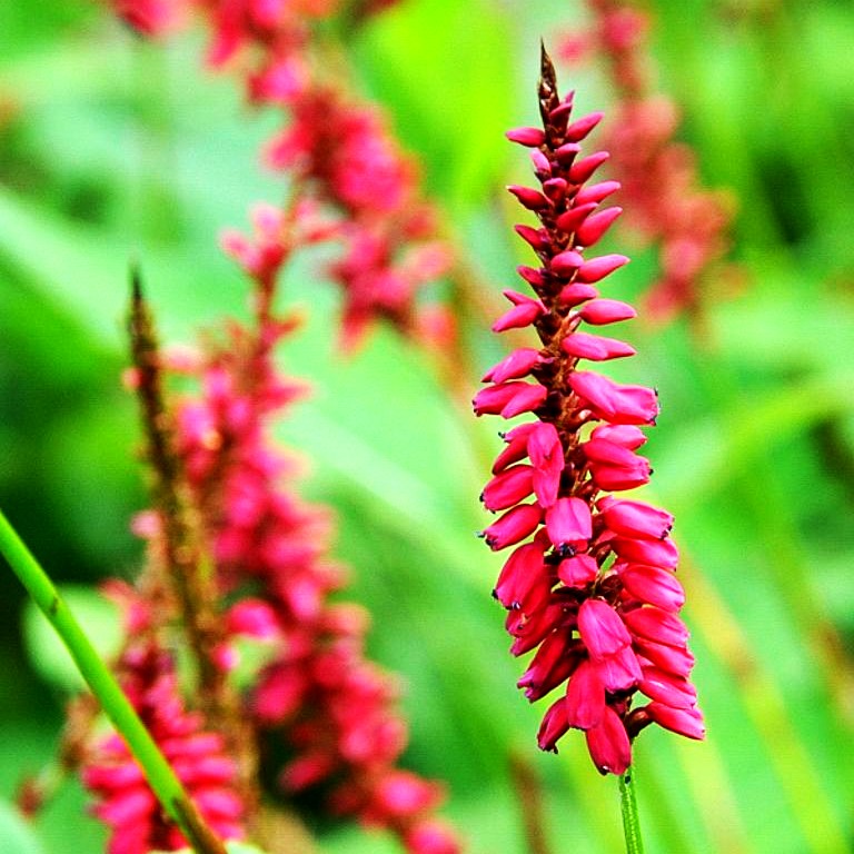 Kerzenknöterich 'Taurus' (Persicaria amplexicaulis)