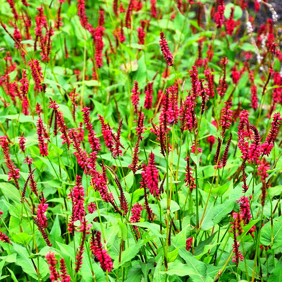 Kerzenknöterich 'Taurus' (Persicaria amplexicaulis)