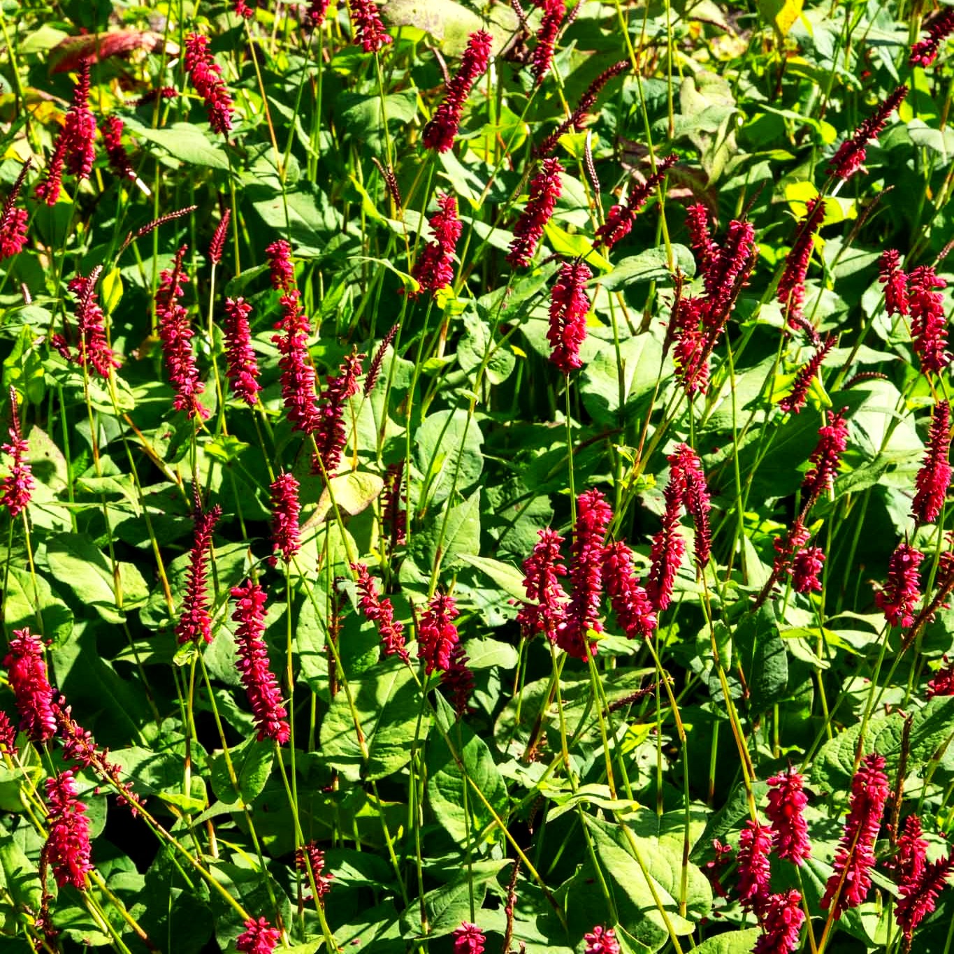 Kerzenknöterich 'Taurus' (Persicaria amplexicaulis)